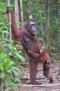 Trans Borneo Expedition 2014         